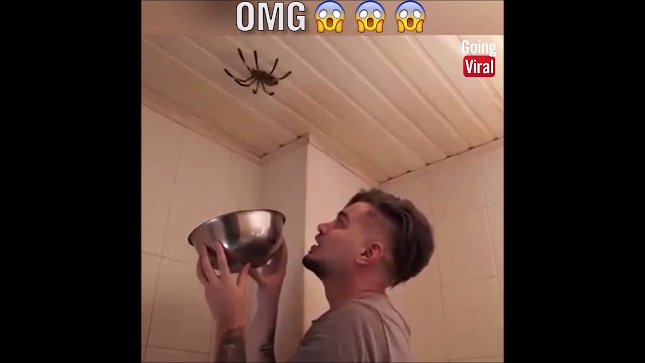 Un homme tente d'attraper une araignée dangereuse !