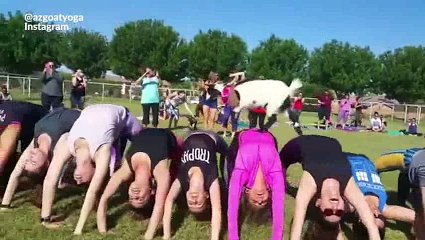 La mode du - Goat Yoga - le yoga avec des bébés chèvres.