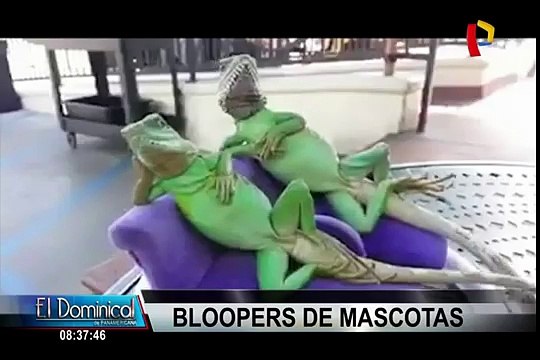 VIDEO: Divertidos bloopers de animales que te robarán una sonrisa