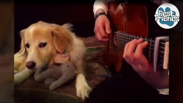 Ce chien s'endort avec son doudou dès que son maître joue de la guitare