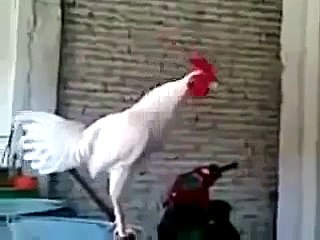 White cockerel laughing like a human haha