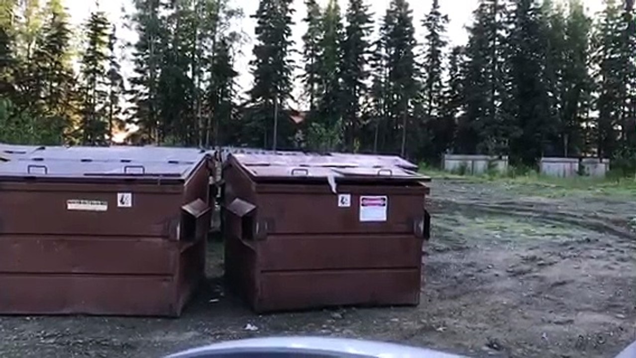 Bear Gets Alarmed