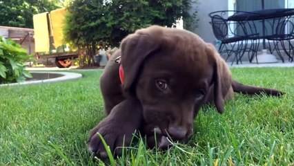 Funniest Pet Clips, Bloopers & Moments Caught On Tape 2017 | Funny Pet Videos