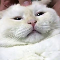 Most funny thing with cat | 2017 latteng most funnything cat | must watch