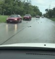 Flooding Leaves Fish on the Road in Round Lake Heights, Illinois