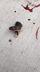 Oh Nothing, Just a Severed Snake Head Moving Along the Ground