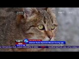 Kafe Kucing Penampung Kucing Liar di Rusia - NET24
