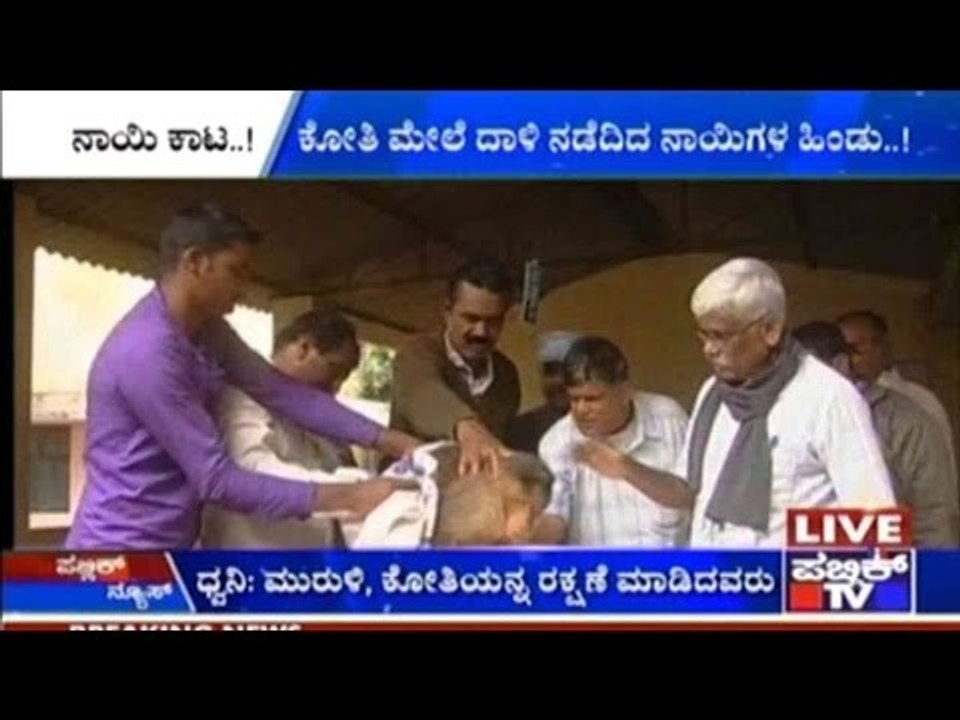 Dogs Attack Monkey In Kolar