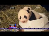 Ayah Bayi Panda Kembar Mati Akibat Penyakit Paru Paru di Kebun Binatang Wina-Austria - NET24