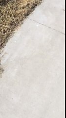 Hobo gotta have Pringles 2