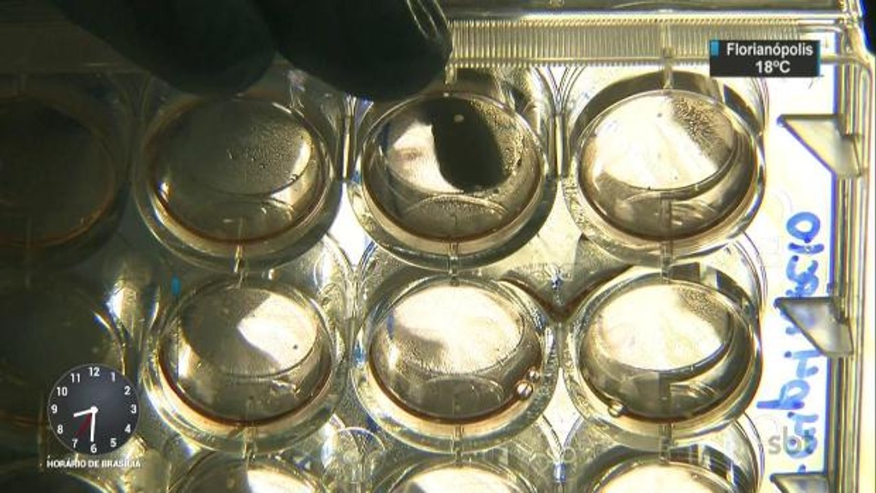 Vacinas contra o zika: testes com humanos devem começar ano que vem