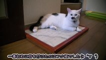 猫トリオに大理石ベッドを設置しました（面白い＆可愛い猫）