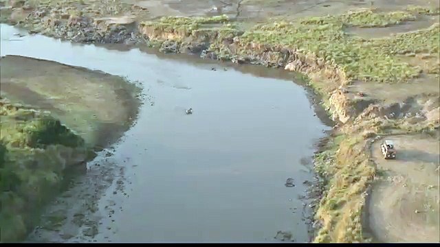 Thoát hàm cá sấu, ngựa vằn mất mạng dưới vuốt sư tử