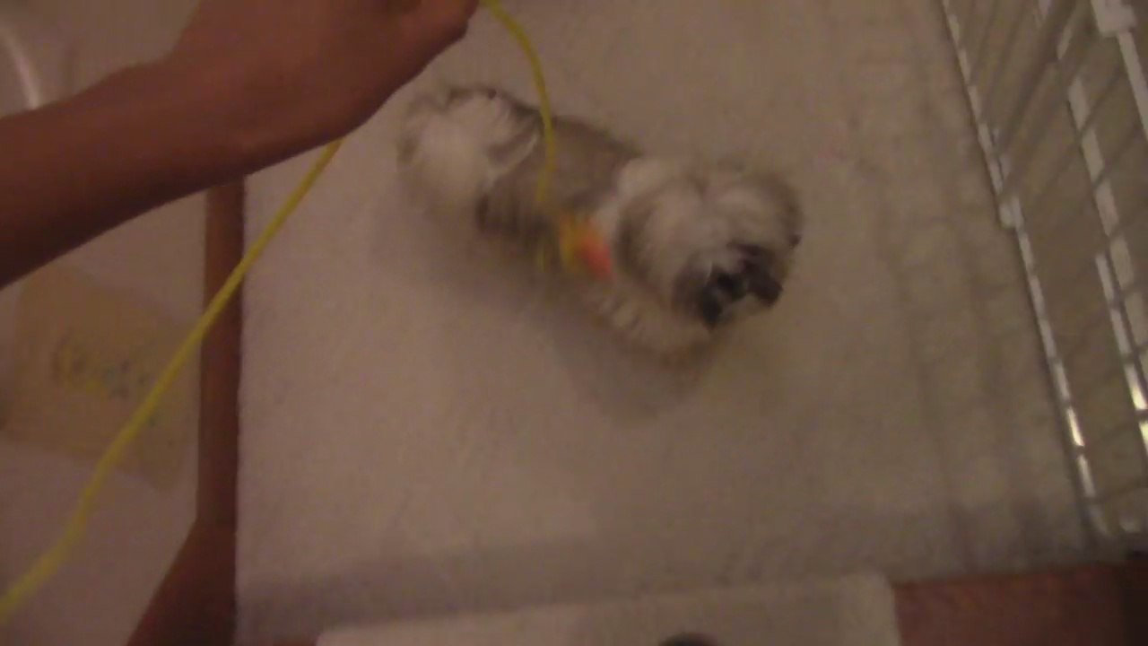 the lure gag