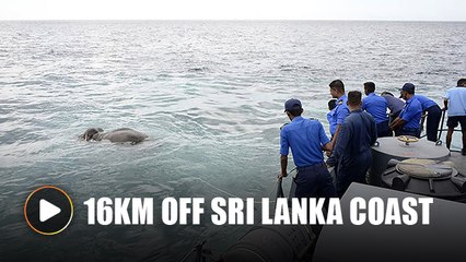 Elephant rescued after being found swimming 16km out to sea