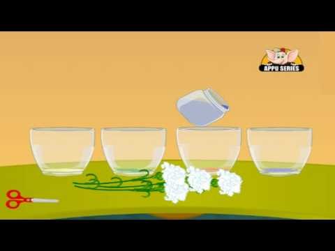 Learn Science through Home Experiments in Kannada - Drinking Plants