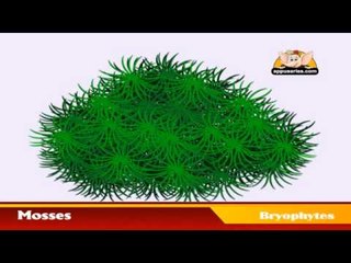 Learn about Plants in Kannada - Bryophytes