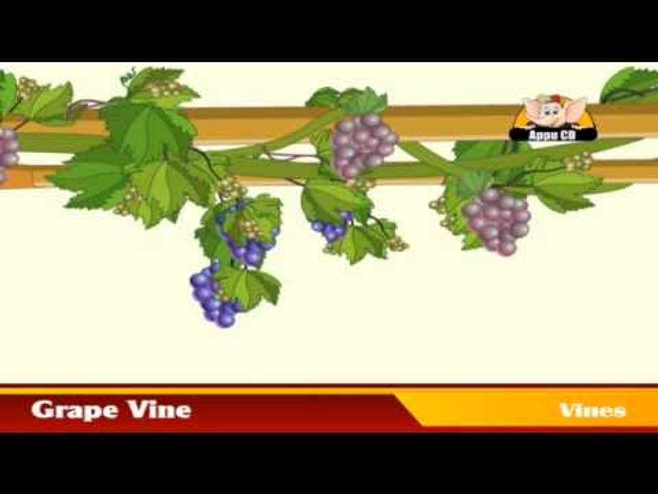 Learn about Plants in Kannada - Vines and Algaes