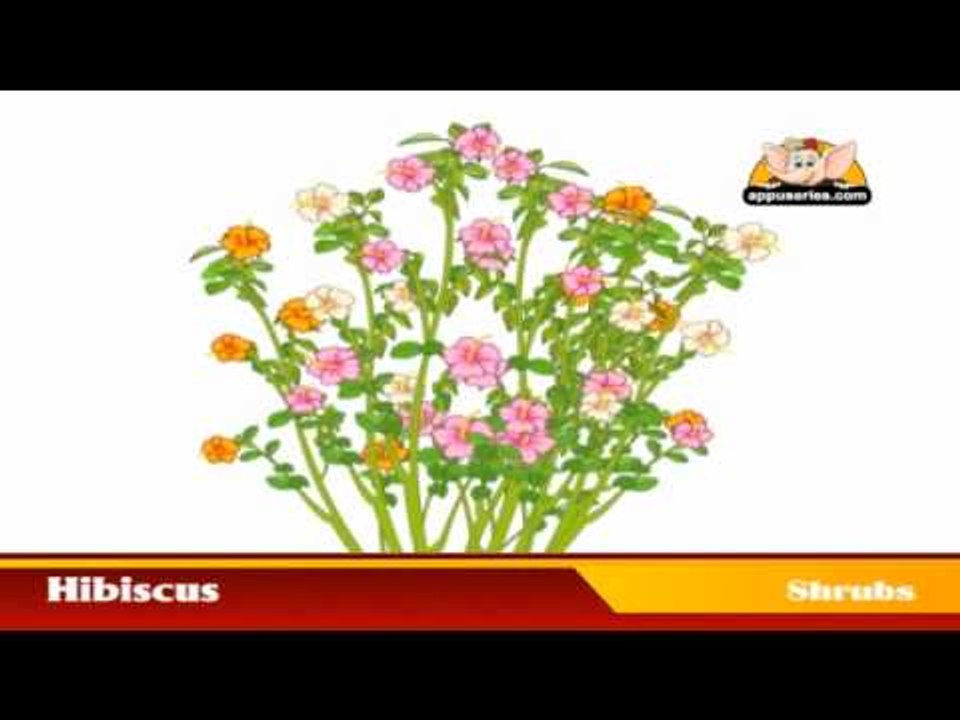 Learn about Plants in Kannada - Shrubs