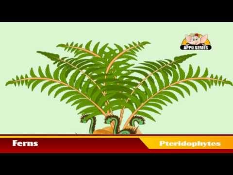 Learn about Plants in Kannada - Pteridophytes