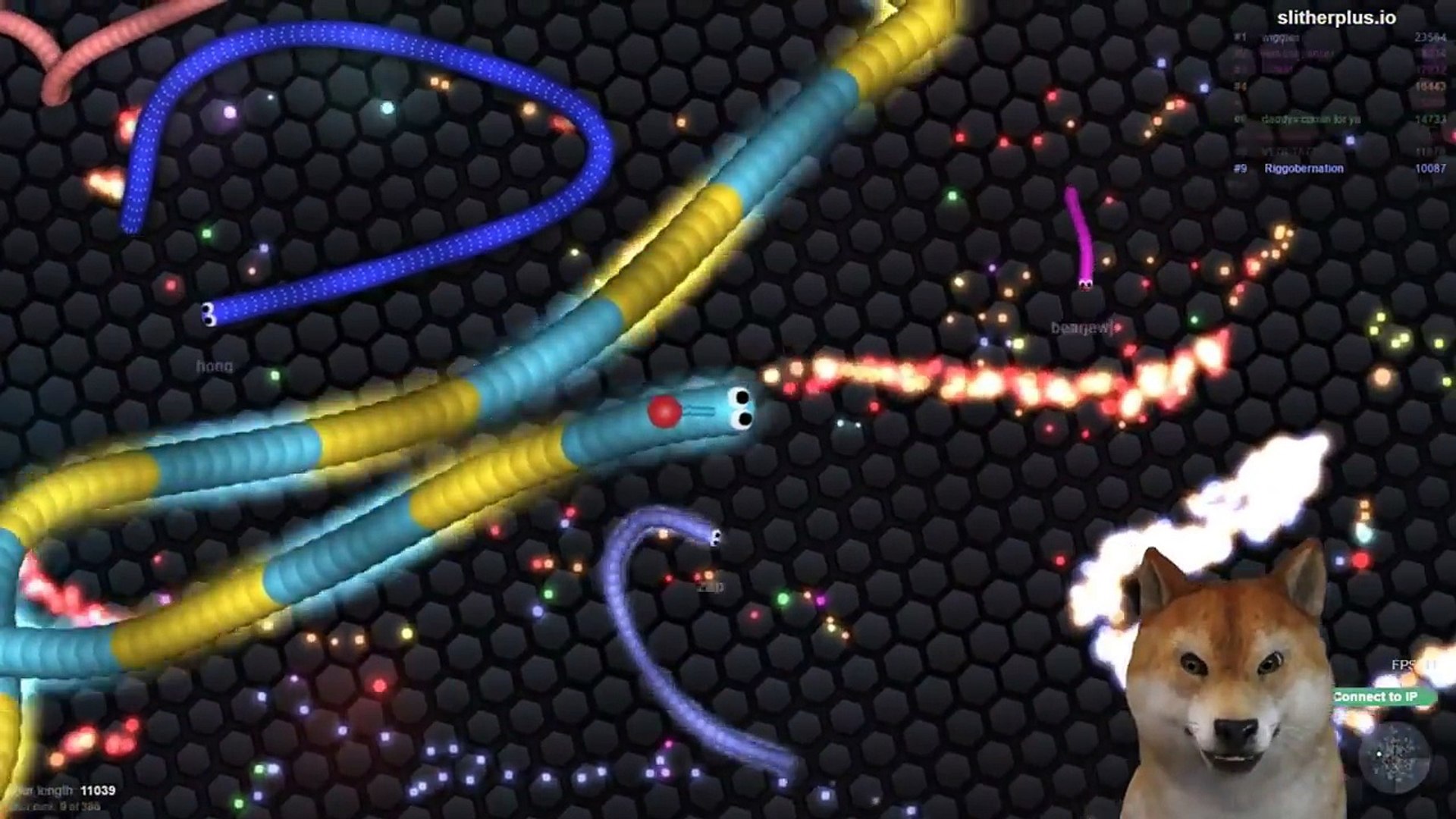 How Long Is My Snake Slither Io Doge Meme 動画 Dailymotion Images, Photos, Reviews