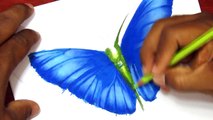 How to Draw a Realistic Butterfly with Colored Pencils