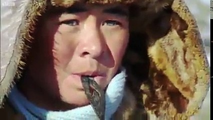 شاهد العقاب الذهبي وهو يصطاد ثعلباً في المنغول