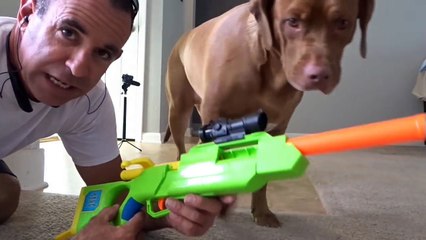 REVIEWS All Nerf Gun Related - Test Fire, Collection, Demo