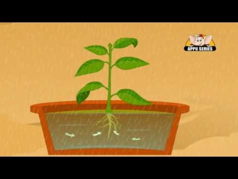 Learn about Plants in Kannada - Photosynthesis