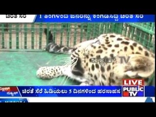 Forest Officials Capture A Female Cheetah In Koppal