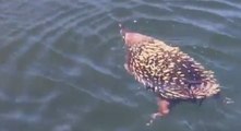 Echidna Spotted Paddling and Blowing Bubbles Across Tasmanian River