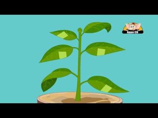 Learn about Plants in Kannada - Photosynthesis Experiment - 2