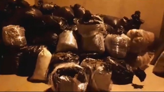 Report TV - Vlorë dhe Kavajë, superaksion i policisë, kapen 15.7 ton kanabis