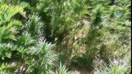 Edirne’de Çok Sayıda Uyuşturucu Madde Ele Geçirildi