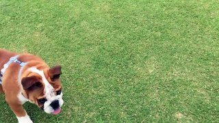 Wackliger Bulldogge Welpe kann nicht fangen, hüpft absolut niedlich umher