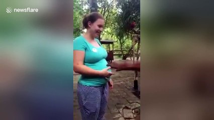 Orangutan is fascinated by pregnant woman's belly