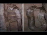 Cobra Swallowed By Another Cobra Snake In A Cow Shed in Tumkuru