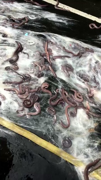 Fire Department Investigates 'Slime Scene' After Hellish Hagfish Highway Incident