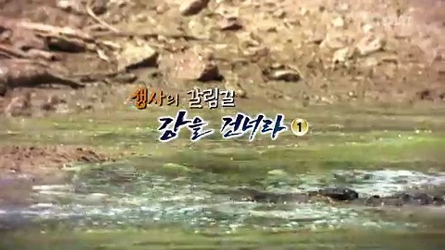 동물의 세계.170714