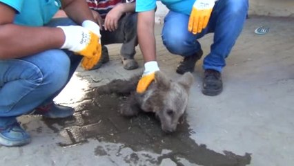 Annesinin Terk Ettiği Yavru Ayıya, Belediye Sahip Çıktı