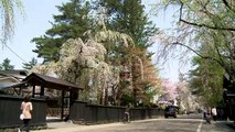 岩本秀⼀の日本の春の花 四