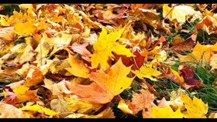 Игорь Янакий. Осень и любовь.