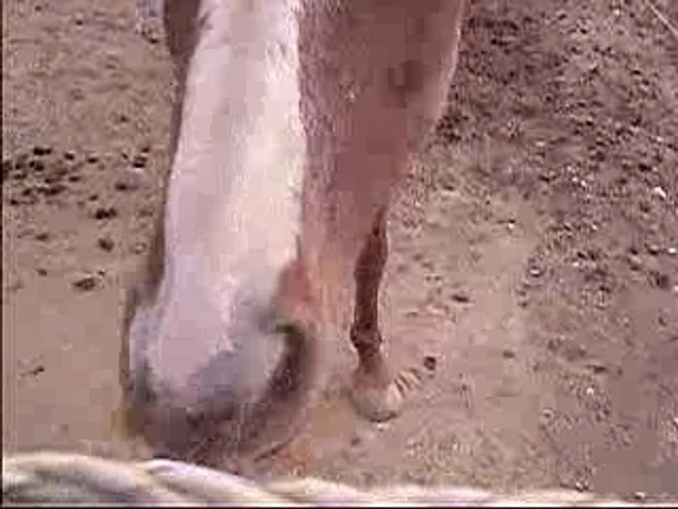 hysop ma louloutte jtm