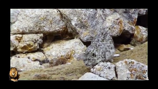 Most Spectacular Big Cat Attacks Compilation including Snow Leopard Vs Yak