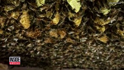 6 mjeseci je čula čudne zvukove u svom plafonu – kada ga je otvorila, saznala je ko je živio tu nekoliko godina