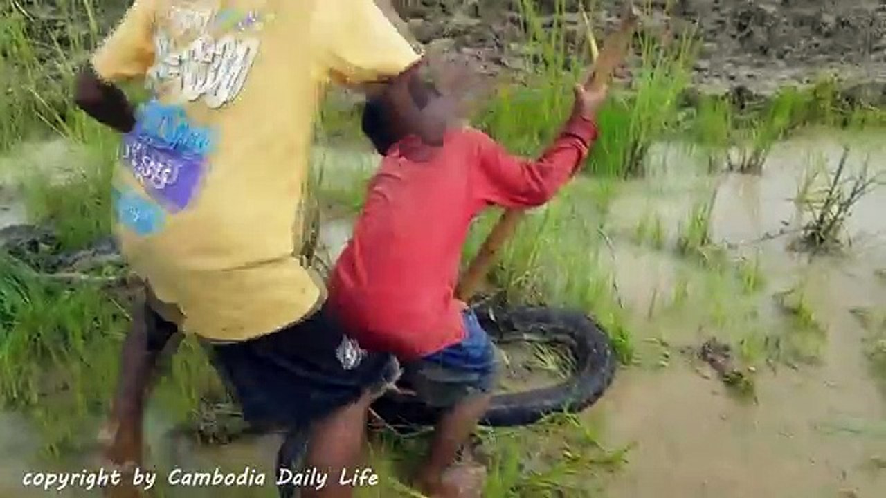 Terrifying! Brave Brothers Catch Very Big Snakes Nearby Tractor While Plowing The Fields