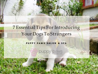 7 Essential Tips For Introducing Your Dogs To Strangers