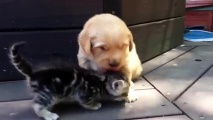 Ce chiot golden retriever est vraiment amoureux de son nouvel ami