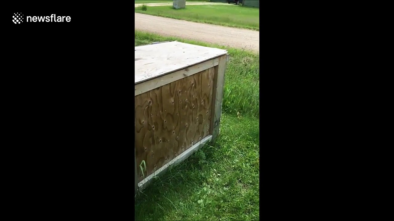 Hilarious fake snake prank