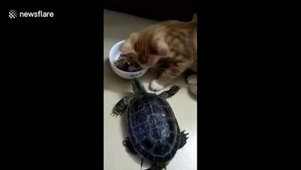 Dining cat prevents tortoise from spoiling its meal